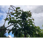 Sierkers leibomen