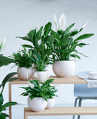 Spathiphyllum