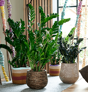 Zamioculcas