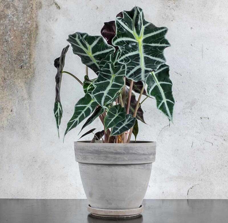 Alocasia