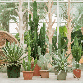 Cactus & vetplanten