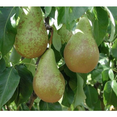 Fruitsoorten