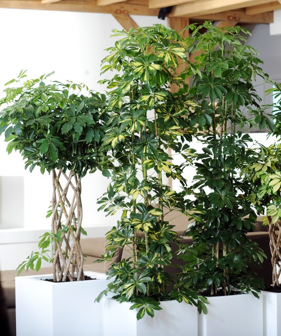 Schefflera