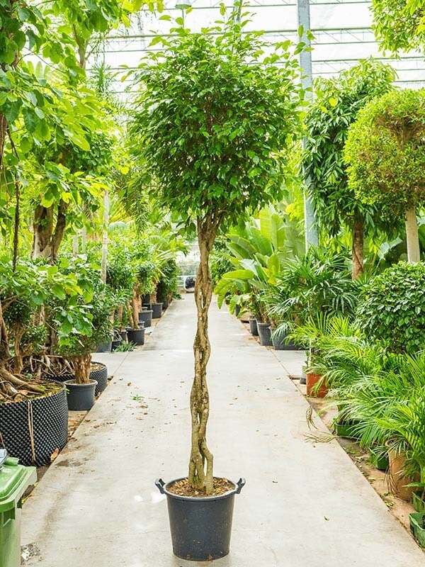 Ficus