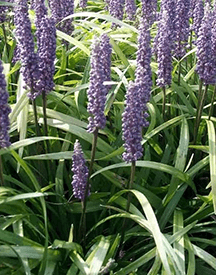 Liriope