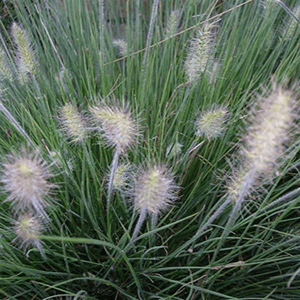 Pennisetum