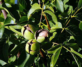 Walnotenbomen