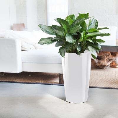 Aglaonema