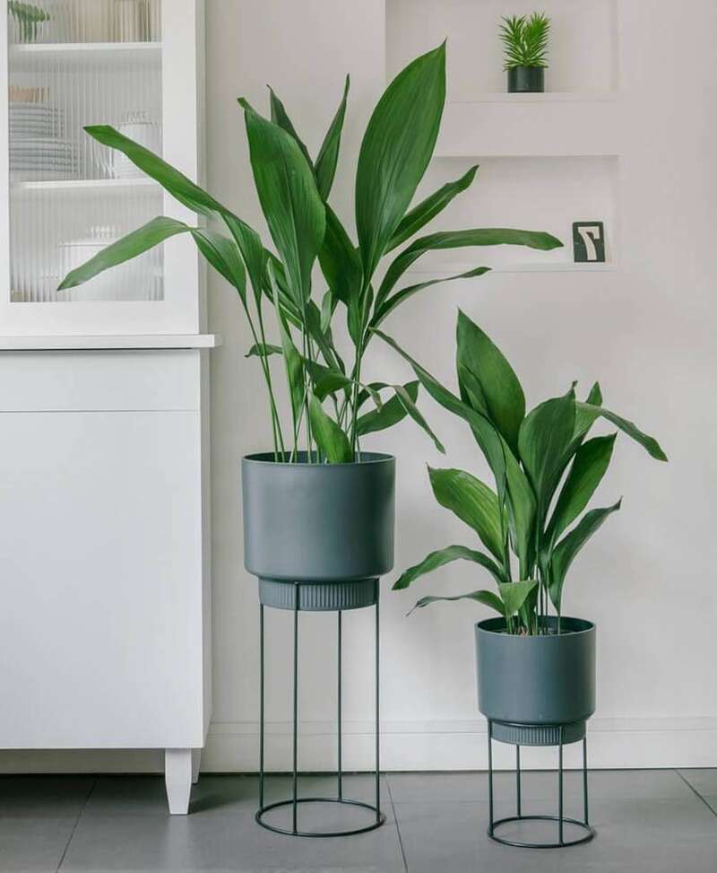 Aspidistra