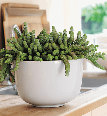 Crassula