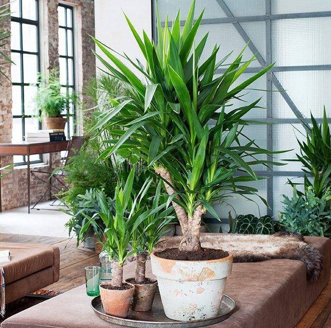 Grote kamerplanten
