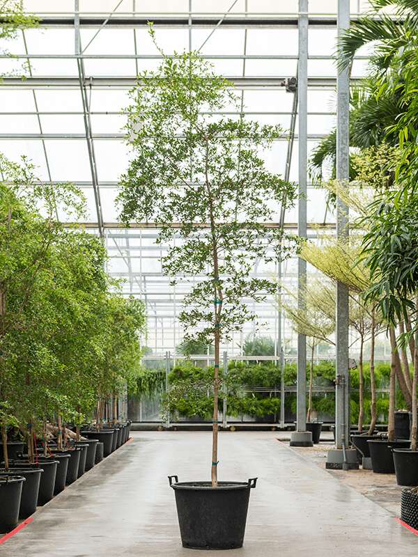 XXL kamerplanten