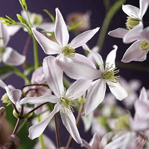 Clematis