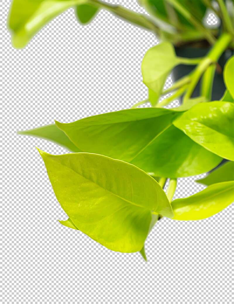 Scindapsus
