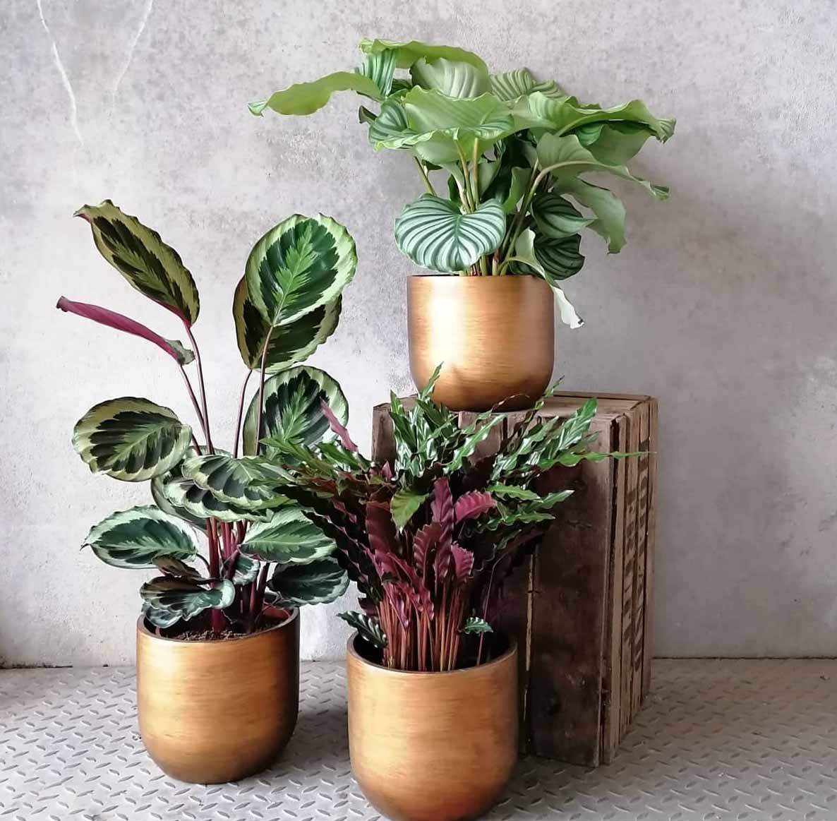 Calathea