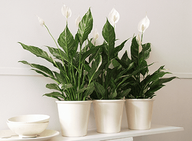 Spathiphyllum