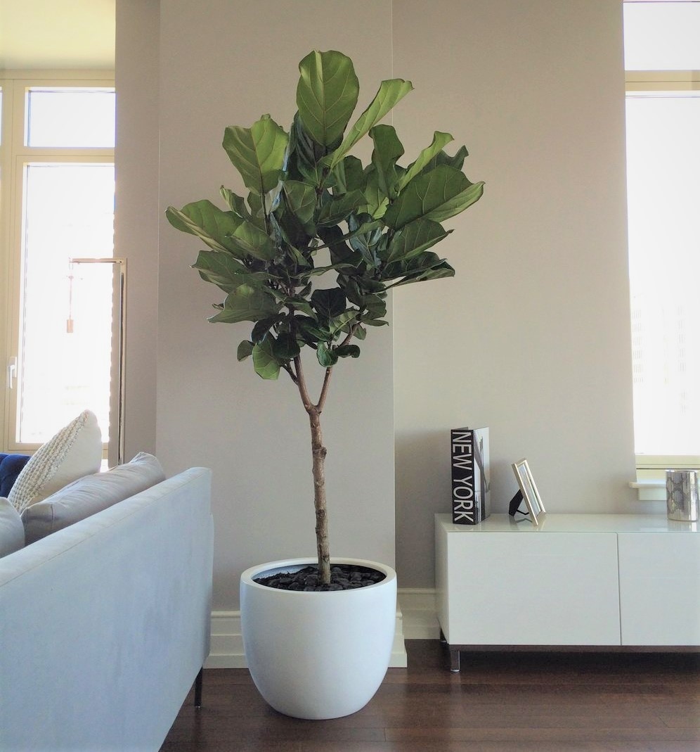 Ficus 
