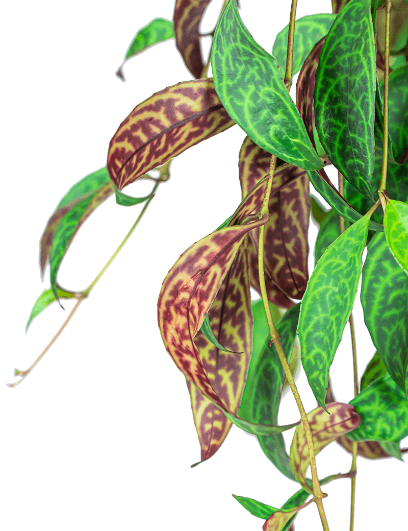 Aeschynanthus