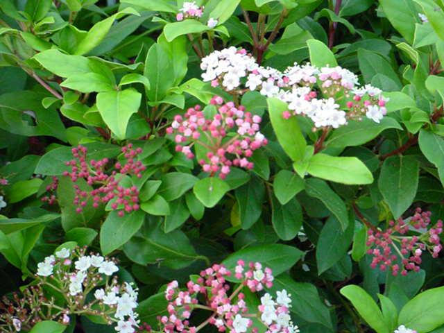 Viburnum