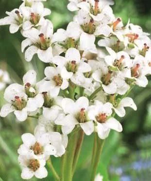 Bergenia