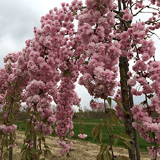 Populaire bloesembomen