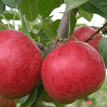 Fruitsoorten