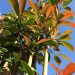 Photinia bomen