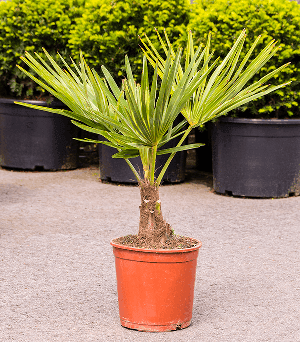 Chinese waaierpalm