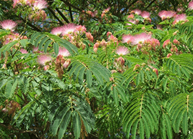 Gewone Perzische slaapboom