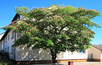 Perzische slaapbomen