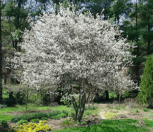 Krentenboom meerstammig