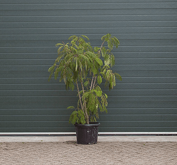 Perzische slaapboom meerstammig