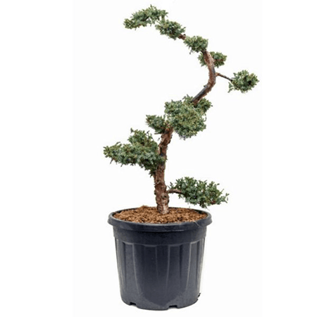 Bonsai