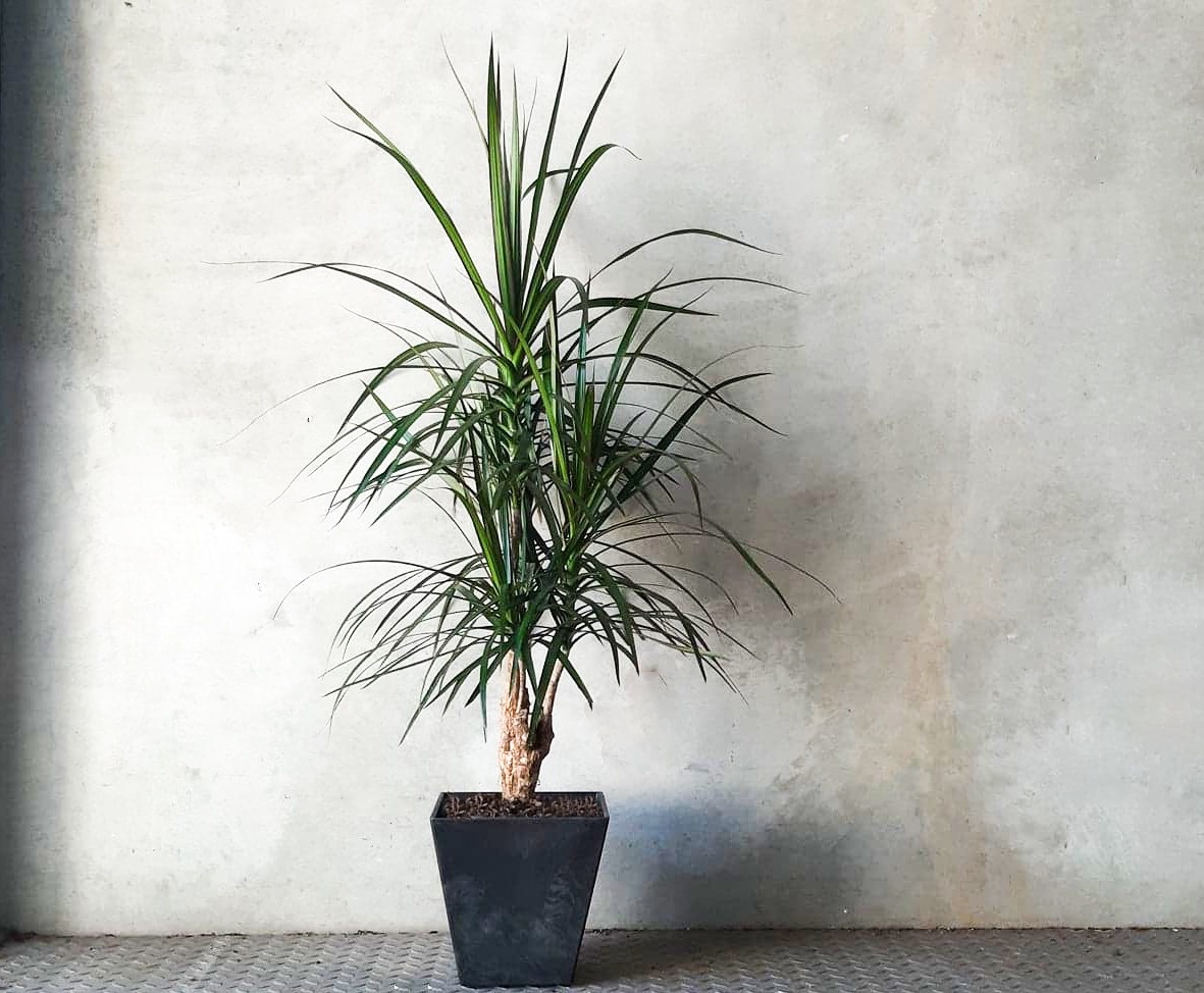 Dracaena