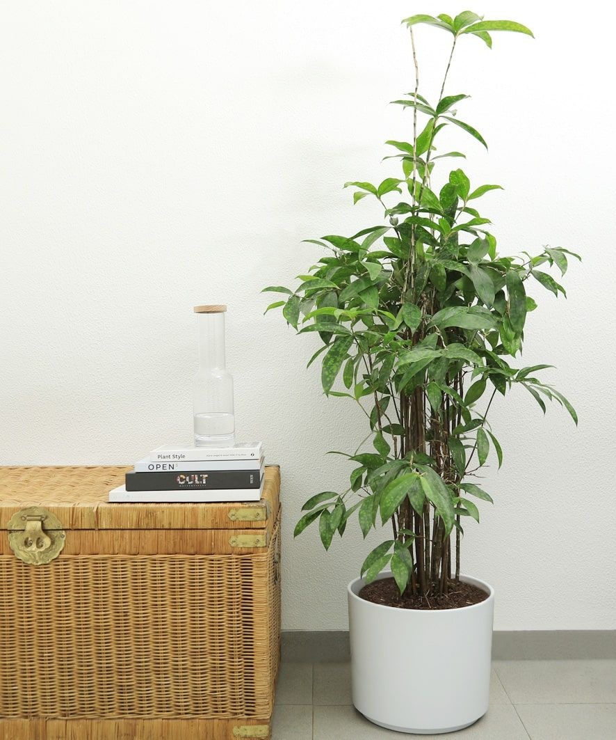 Dracaena