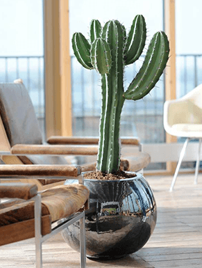 Trolley het laatste Vul in Euphorbia (Cowboycactus) kopen? | Online & snel | Fleur.nl