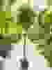 Ficus