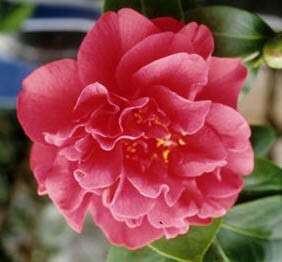 Camelia