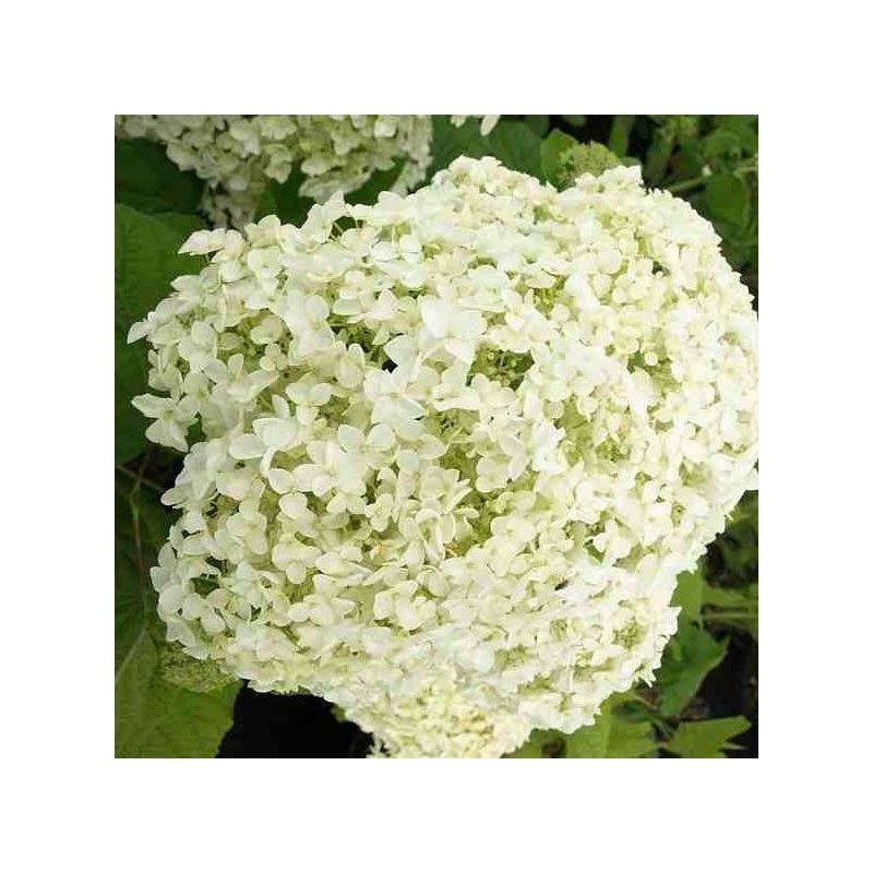 Hortensia op stam