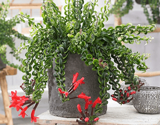 Aeschynanthus