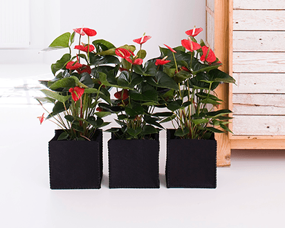 Anthurium