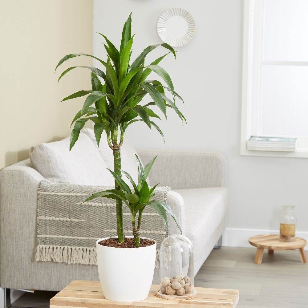 Dracaena