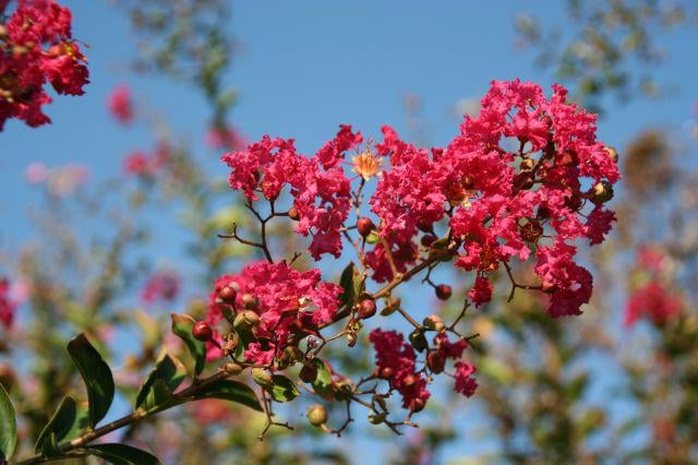 Lagerstroemia
