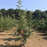 Kleine fruitbomen