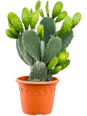 Schijfcactus