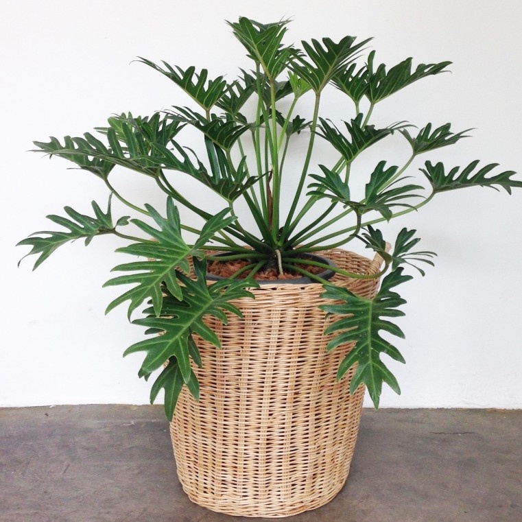 Philodendron