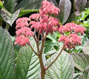 Rodgersia