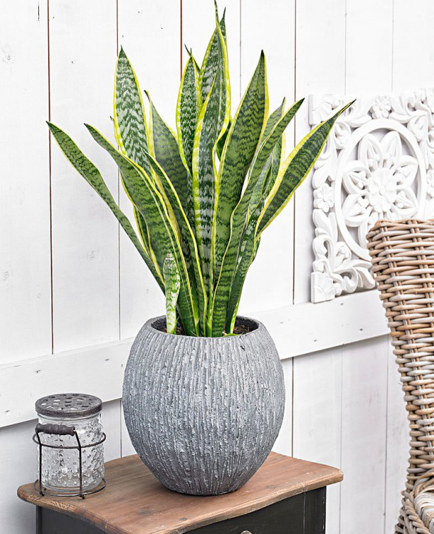 Sansevieria