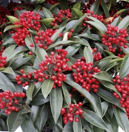 Skimmia