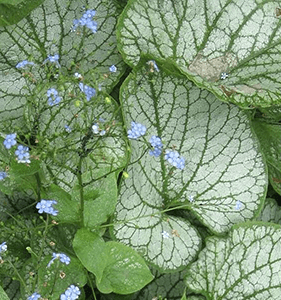 Brunnera